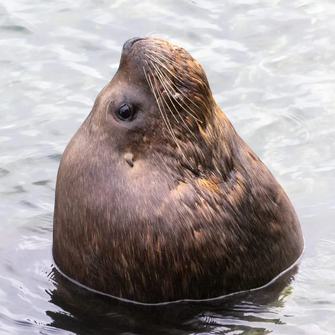 gripe-aviar-estudio-cientifico-mamiferos