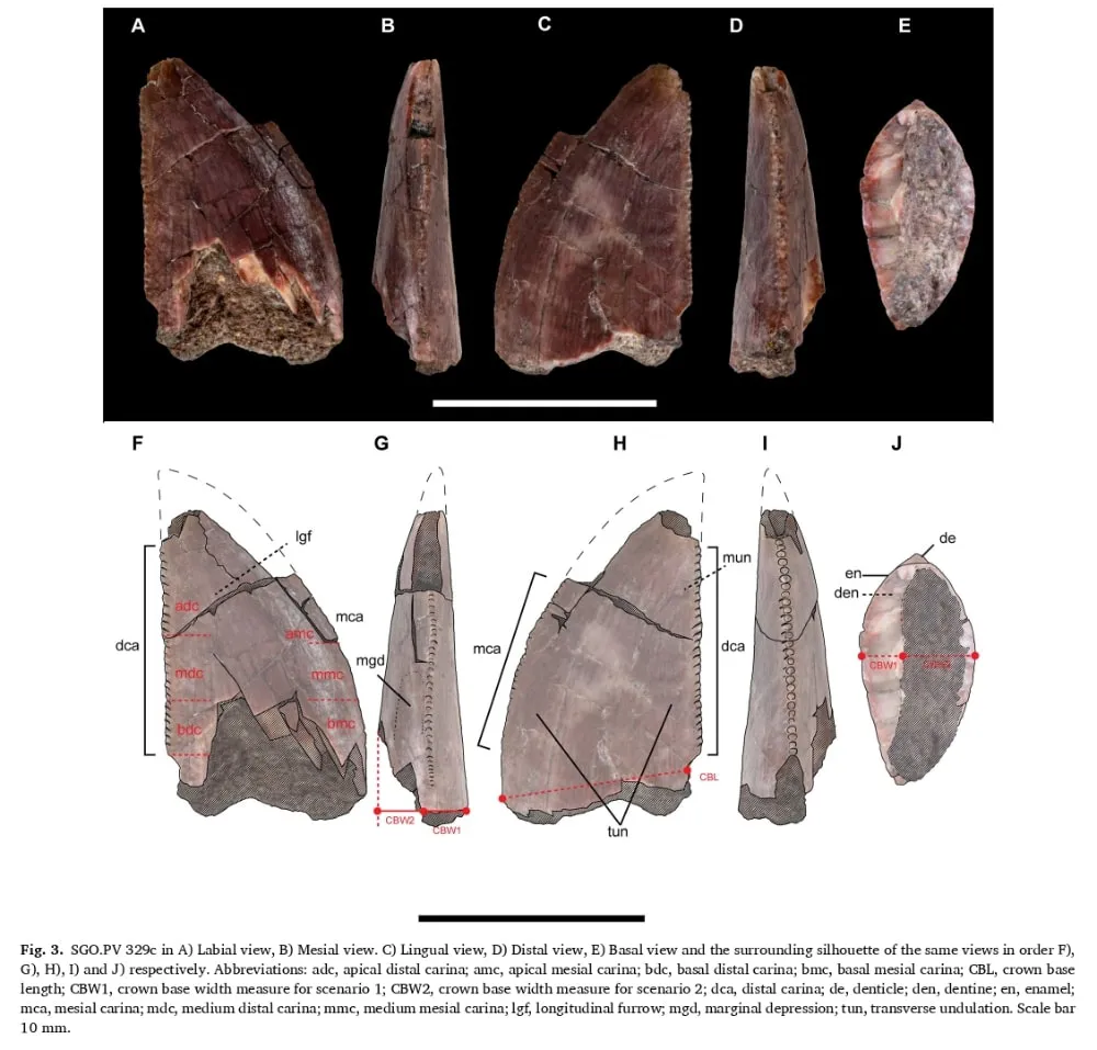 abelisaurio-dientes-investigacion-dinosaurio