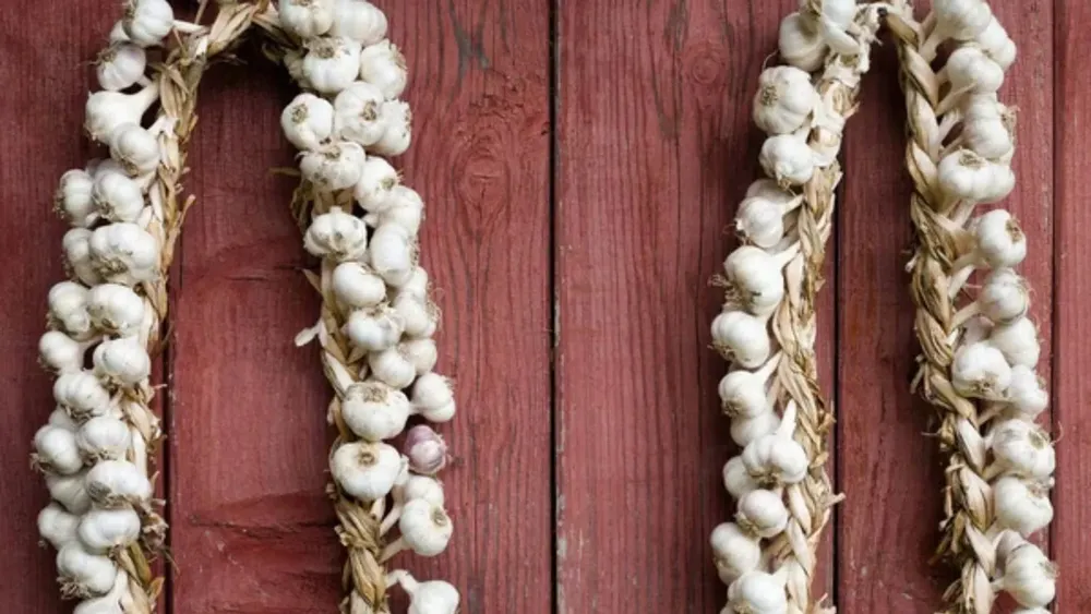 ideas-halloween-atrapa-vampiros