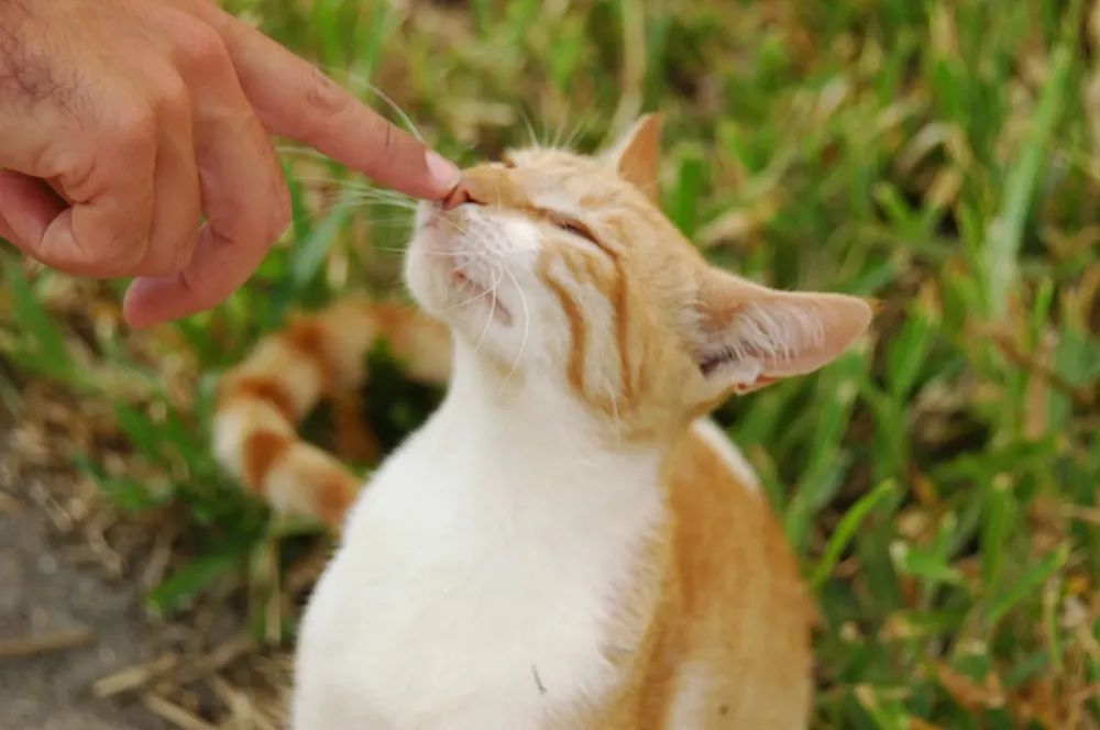 dia-del-gato