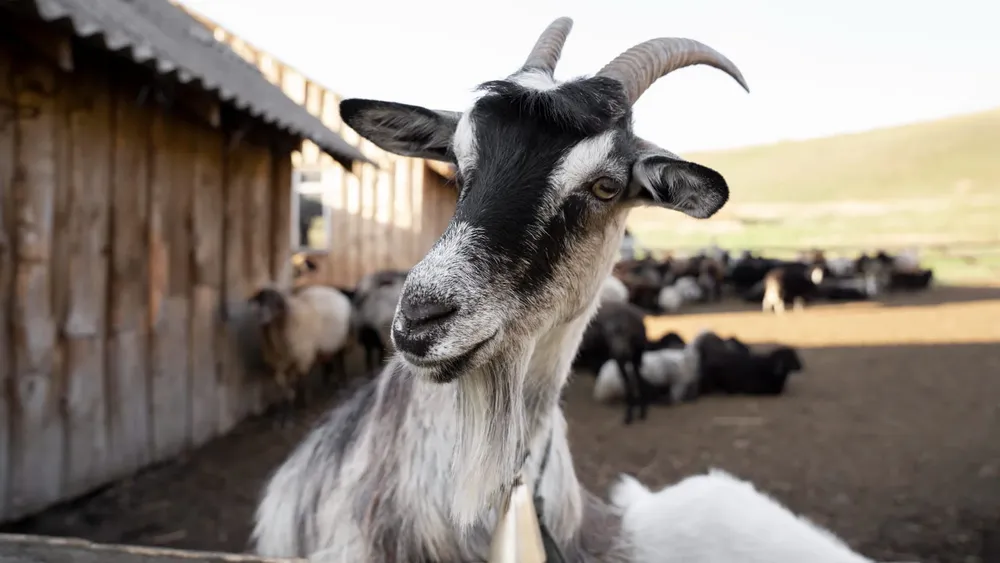 china-clonacion-cabras