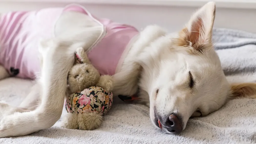 esterilizacion-caracteristicas-formas