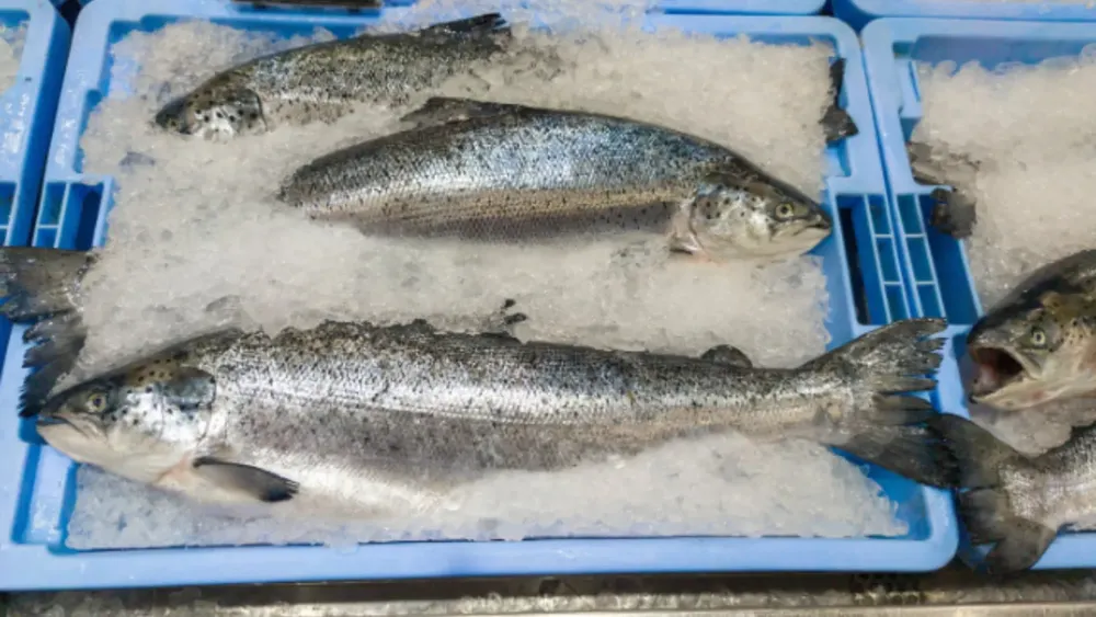 Salmón congelado. Créditos: Shutterstock