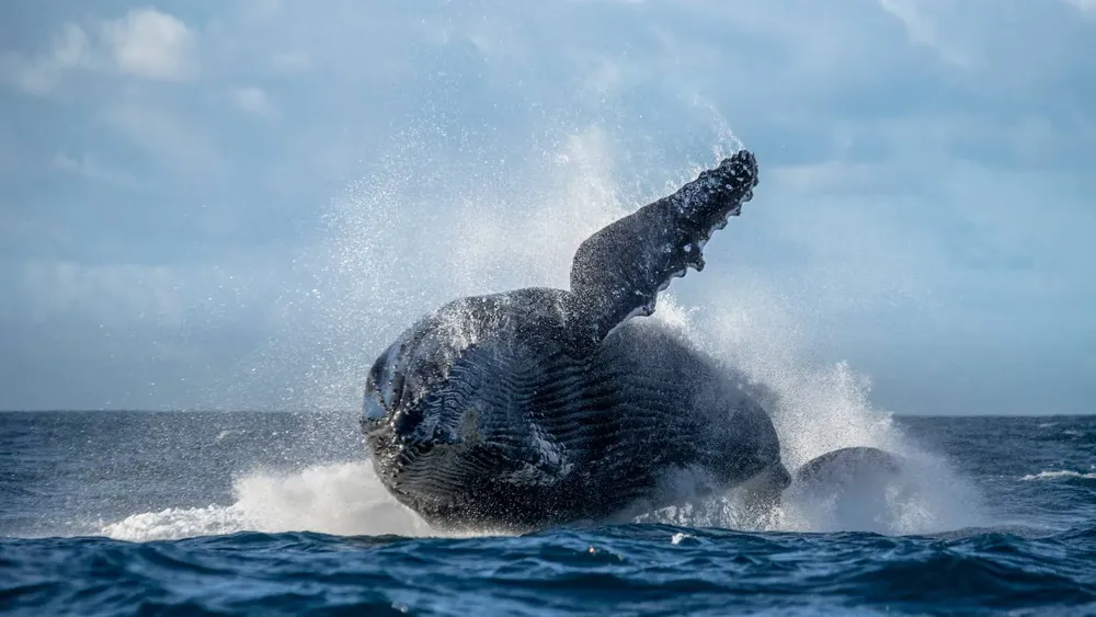ruidos-barcos-afectan-ballenas-estudio