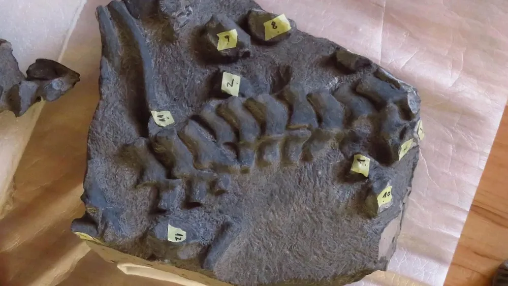 Huesos de plesiosaurio hallado en Chile, en el desierto de Atacama. Créditos foto: Universidad de Chile.