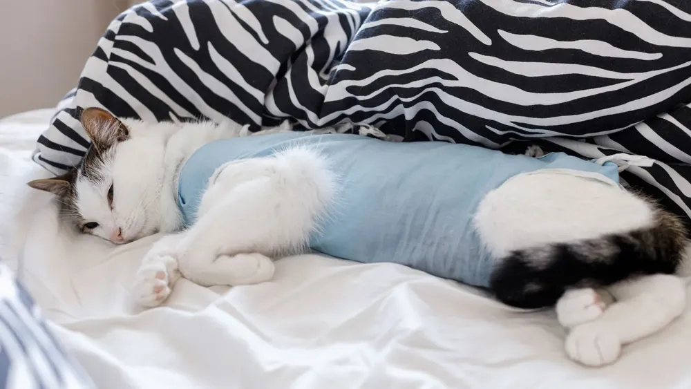 perro-operado-esterilizacion