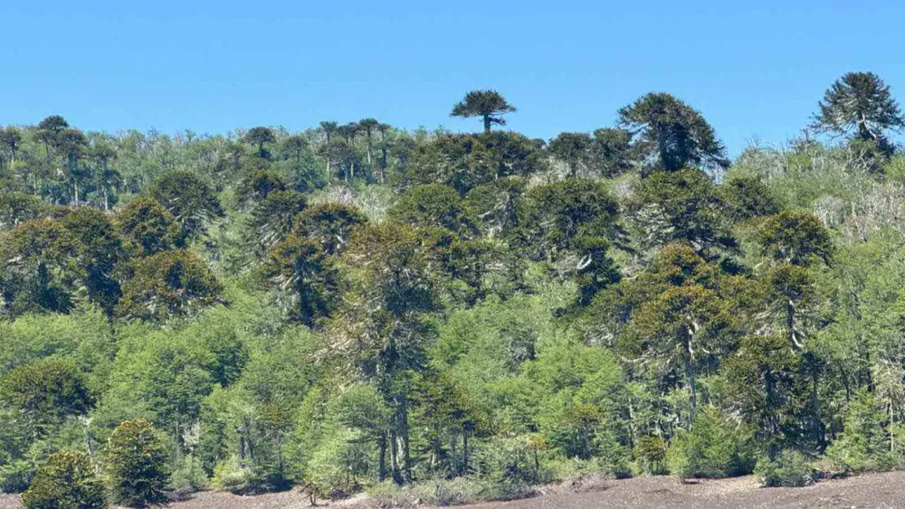 araucarias