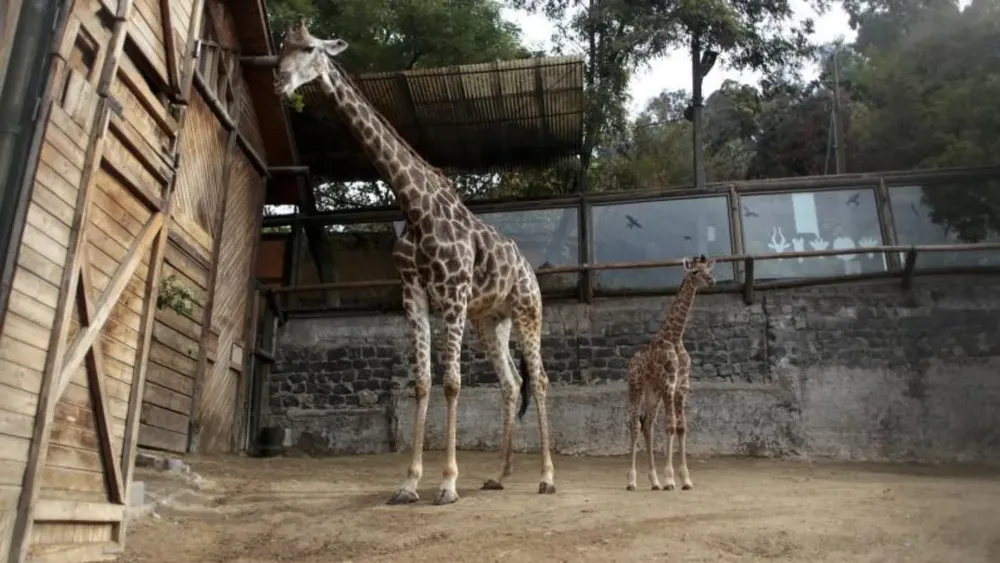 que-hacer-en-santiago-zoologico-nacional