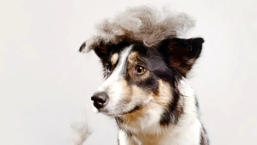 perro-muda-de-pelo