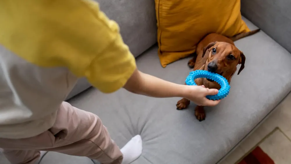 juegos-jugar-mascotas-estres