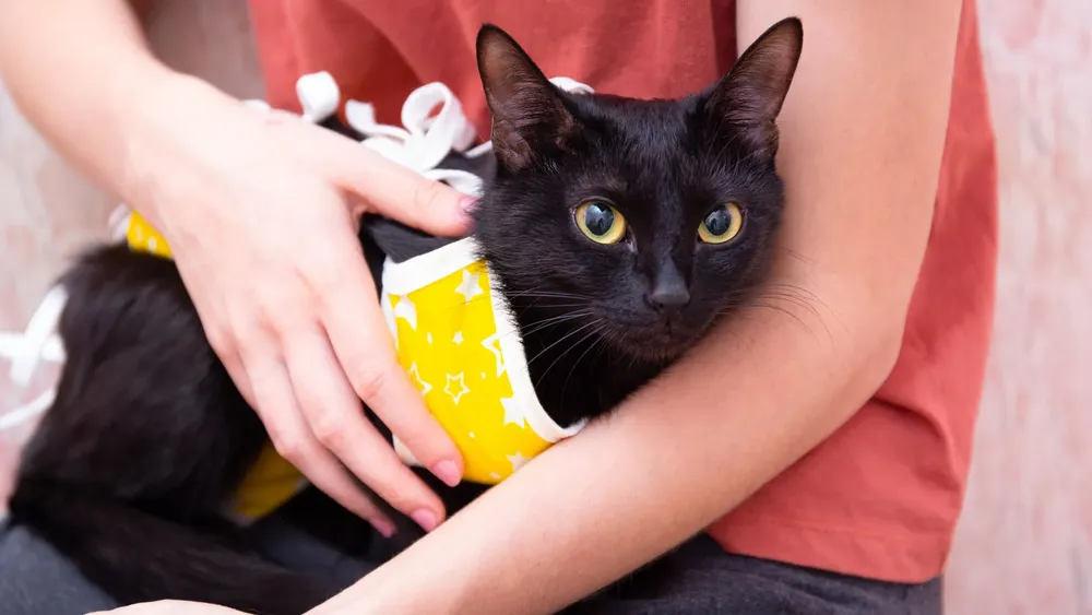 gato-esterilizacion-que-es