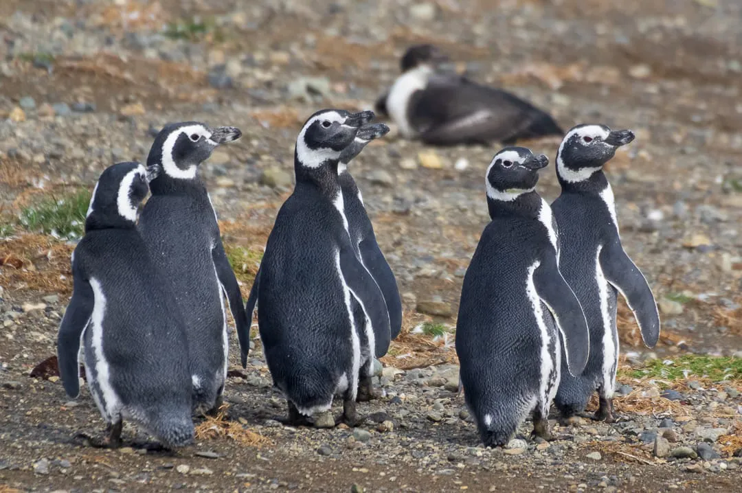 gripe-aviar-estudio-mutacion-mamiferos