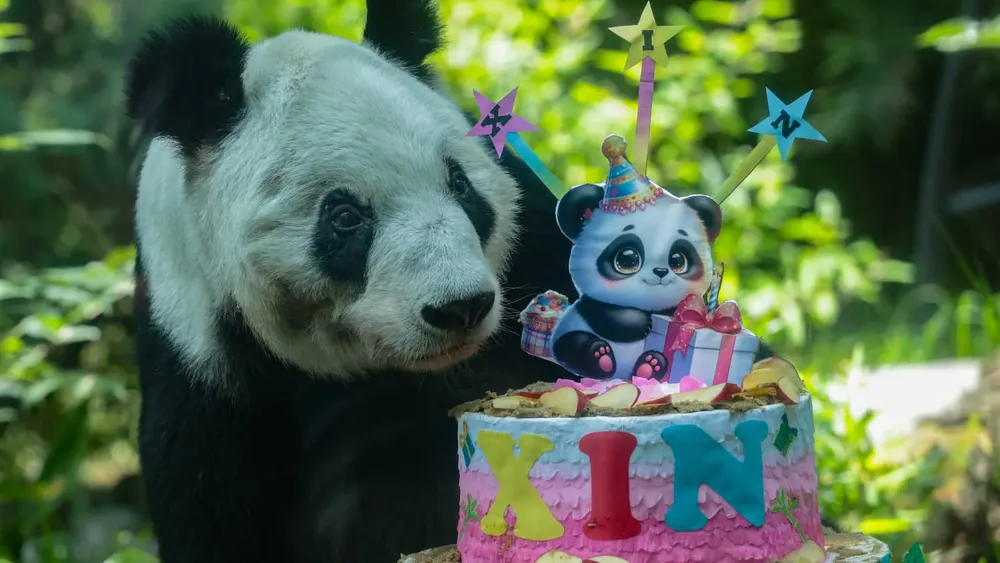 Xin Xin, panda gigante del Centro de Conservación de la Vida Silvestre de Chapultepec, durante celebración.