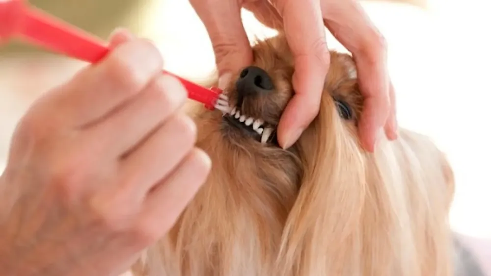 Perro con cepillo de dientes.
