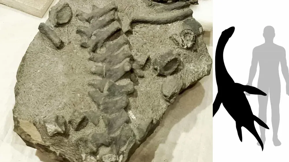 plesiosaurio-dinosaurio-chile-atacama