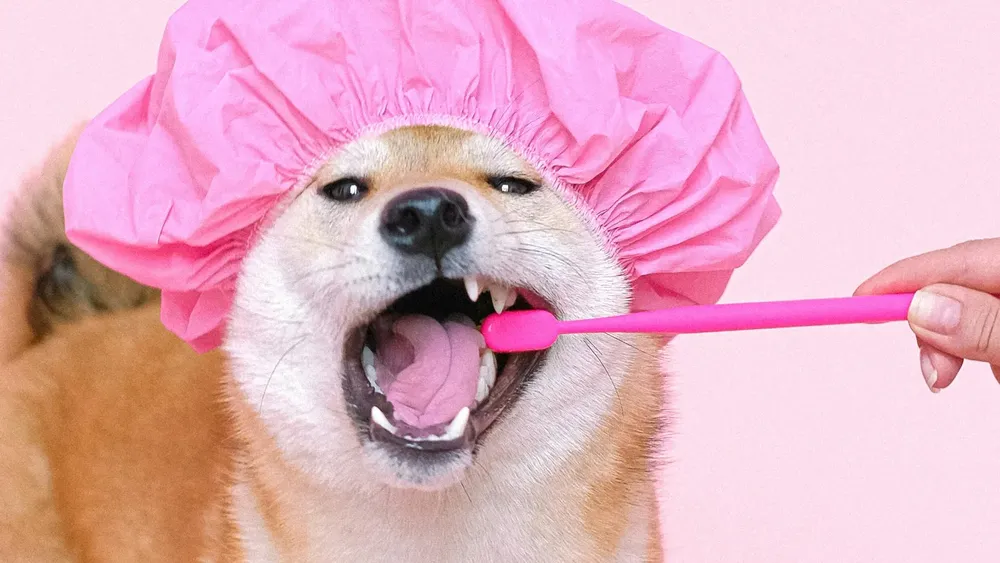 Perro con cepillo de dientes.